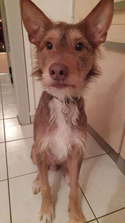 Podencomischling oder Podenco-Beitrag-Bild