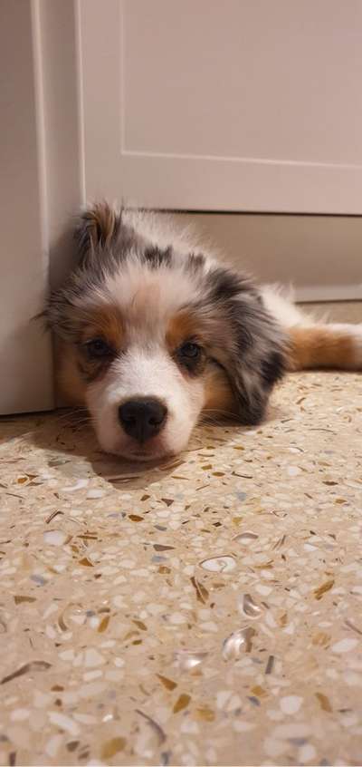 Dogorama Photo Challenge - Portrait-Beitrag-Bild