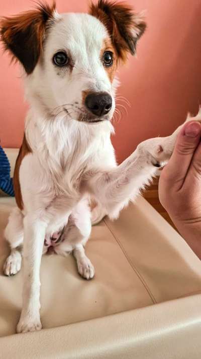 Seltene Rassen!-Beitrag-Bild