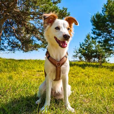 Seltene Rassen!-Beitrag-Bild