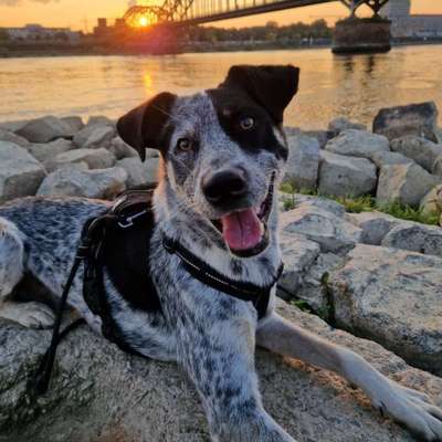 Hundetreffen-Gassi und Spielpartner gesucht :)-Bild