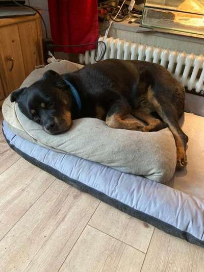 Boxer ???-Beitrag-Bild