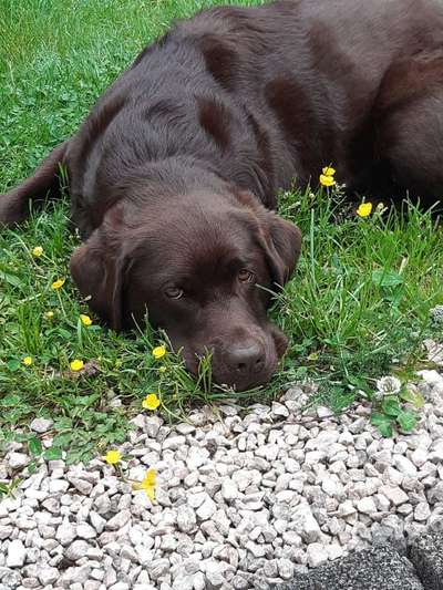 Die Dogorama Monats Challenge "Es grünt und blüht"-Beitrag-Bild