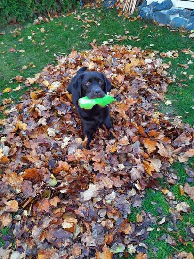 Labradorfans-Beitrag-Bild