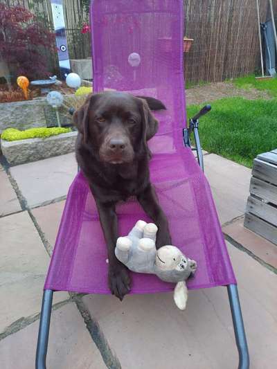 Labradorfans-Beitrag-Bild