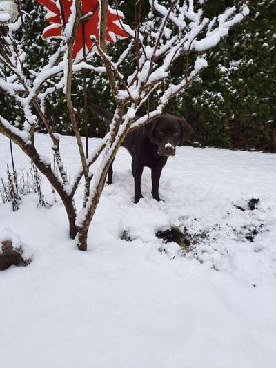 Zeigt die schönsten Schneebilder von eurer Fellnase ❄️-Beitrag-Bild