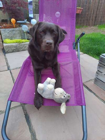 Die Dogorama Kalender Challenge 4/4-Beitrag-Bild