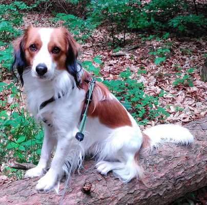 Kooikerhondje-Beitrag-Bild