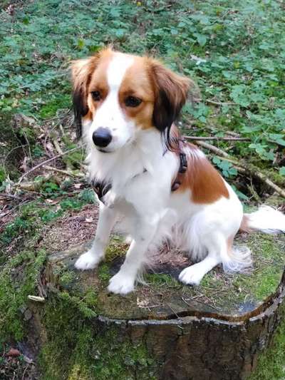 Kooikerhondje-Beitrag-Bild