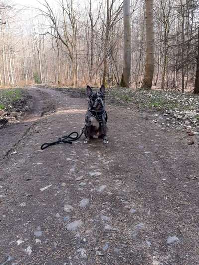 Zeigt her eure Frenchi-Beitrag-Bild