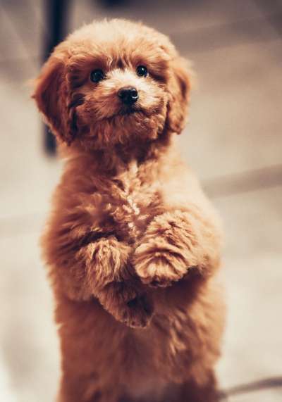 Dogorama Photo Challenge - Der Frühling kommt-Beitrag-Bild