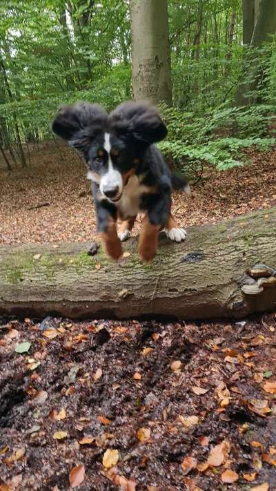 Die Dogorama Kalender Challenge Titelbild-Beitrag-Bild