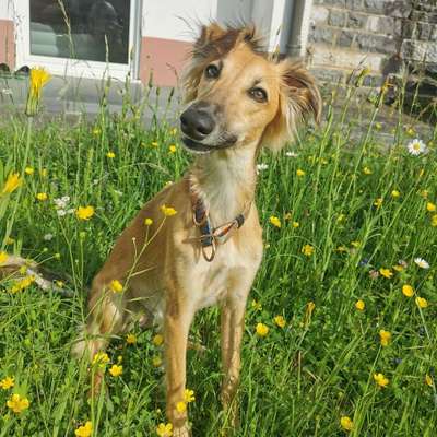 Hundetreffen-Gemeinsamer Spaziergang