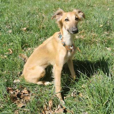 Hundetreffen-Spielgefährten für meinen Silken Windsprite gesucht-Bild