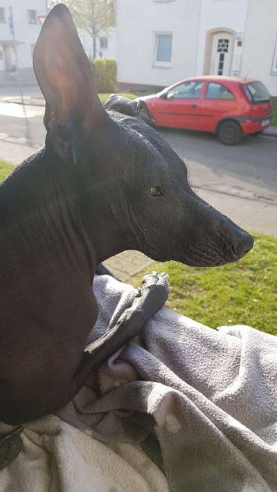 Welche Hunderasse-Beitrag-Bild