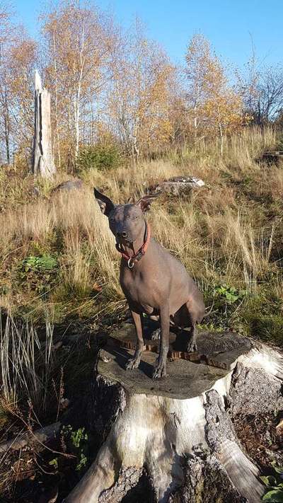 Welche Hunderasse-Beitrag-Bild