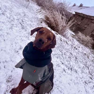 Hundetreffen-Spaziergang-Bild