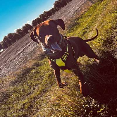 Hundetreffen-Spaziergang-Bild