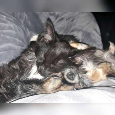 Unsere Sternchen ******-Beitrag-Bild