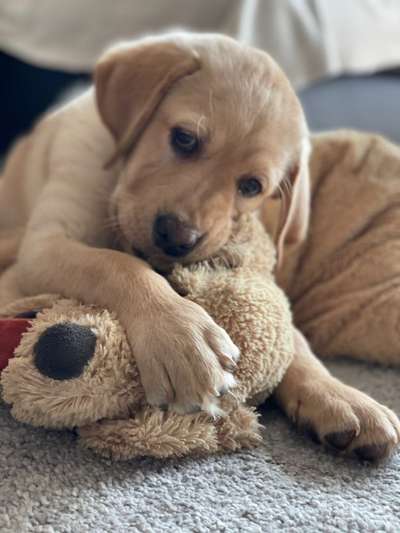 Wo sind meine Labrador Freunde-Beitrag-Bild