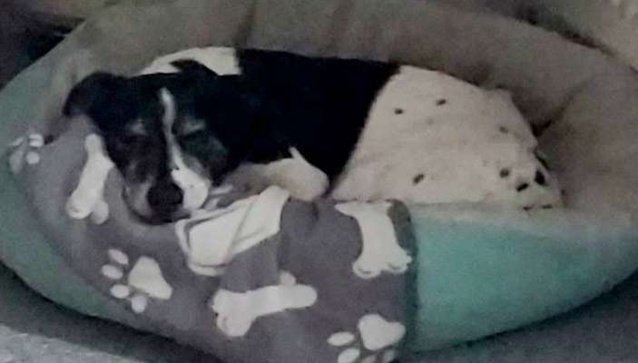 Hundetreffen-Gassi-Bild