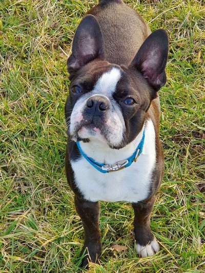 Boston Terrier Liebhaber❤️-Beitrag-Bild