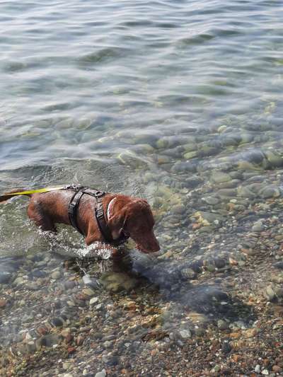 Die Dogorama Wochen Challenge-Beitrag-Bild