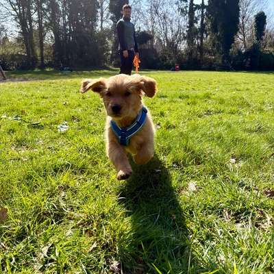 Hundetreffen-Welpentreffen Hamburg Schnelsen-Bild