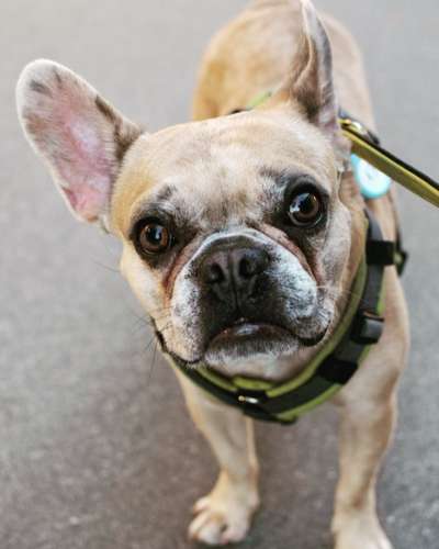 Französische Bulldoggen-Beitrag-Bild