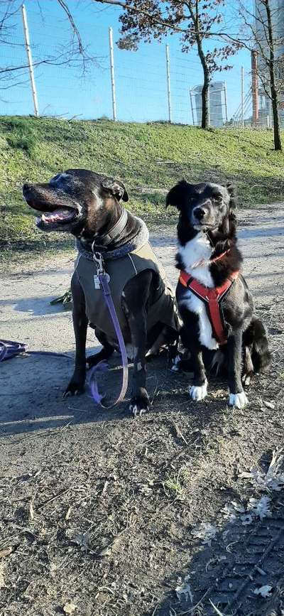 Bester Freund, Hundekumpel - zeigt her!-Beitrag-Bild