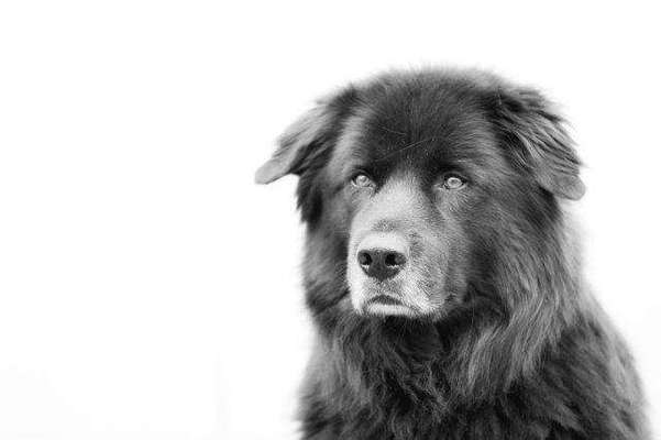 Unsere Fellnasen im Regenbogenland-Beitrag-Bild