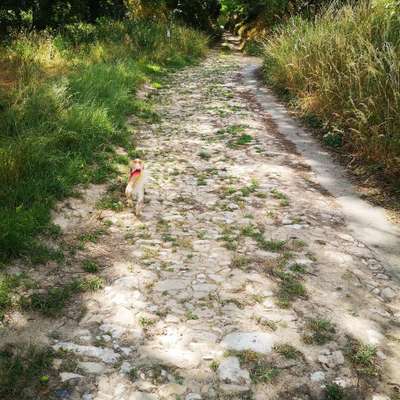 Hundetreffen-Spaziergang durch die Weinberge-Bild