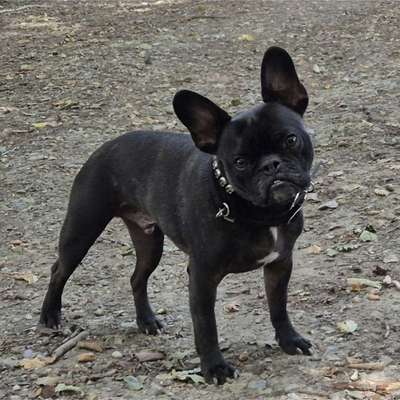 Hundetreffen-Gemeinsam statt einsam (Social Walk mit Kontakt)-Bild