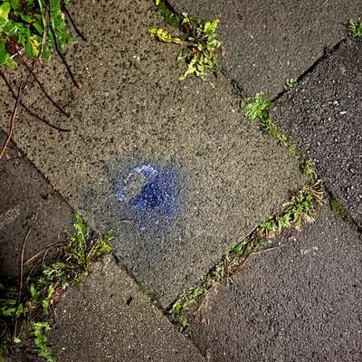 Giftköder-Wieder Blaukorn-Bild