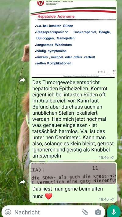 Erfahrung mit älteren Hunden-Beitrag-Bild