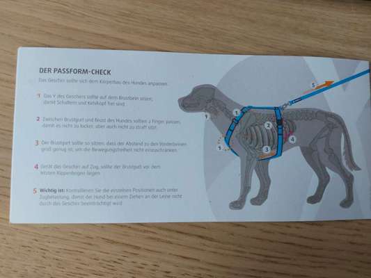 Hundegeschirr-Beitrag-Bild