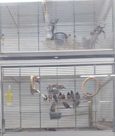 Darf man Welpen in einer Tierhandlung verkaufen/kaufen?-Beitrag-Bild