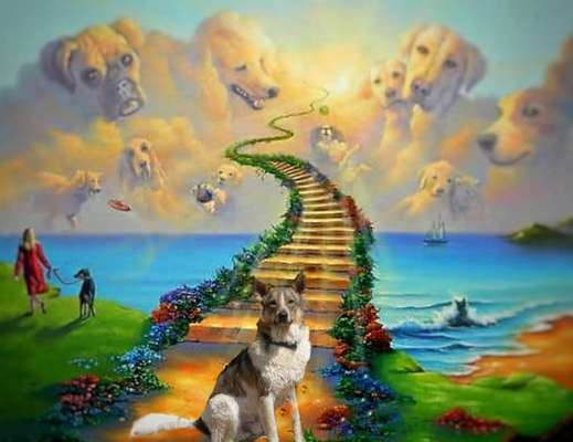 Erfahrung mit älteren Hunden-Beitrag-Bild