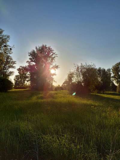 Die wunderschöne Welt mit Hund.-Beitrag-Bild