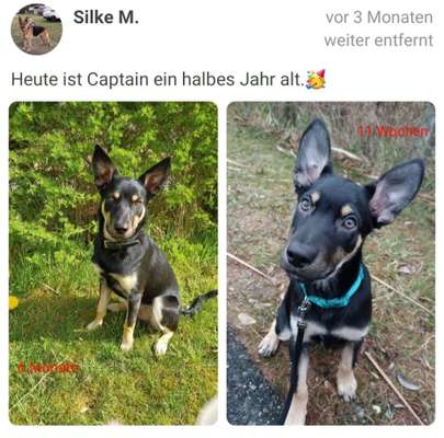 Alles rund um den Schäferhund, diskutieren erwünscht.-Beitrag-Bild