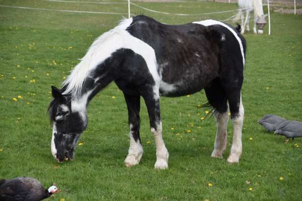 Die wunderschöne Welt mit Hund.-Beitrag-Bild