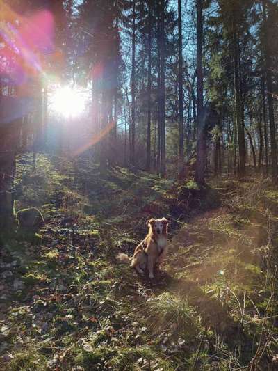 Wald Bild-Beitrag-Bild