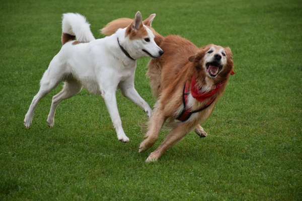 FOTO CHALLENGE 77 - Dein Hund im Spiel-Beitrag-Bild