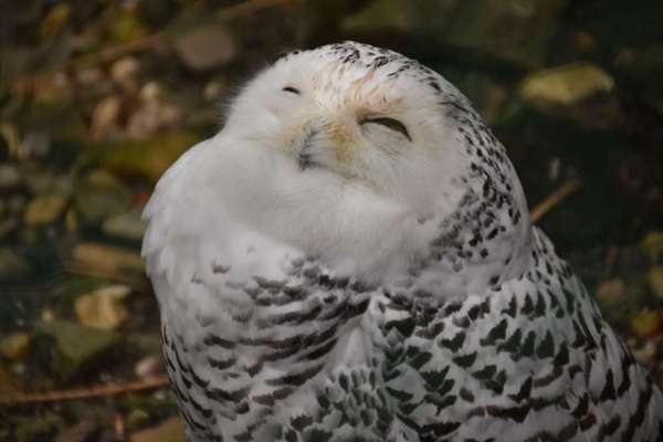 Die wunderschöne Welt mit Hund.-Beitrag-Bild