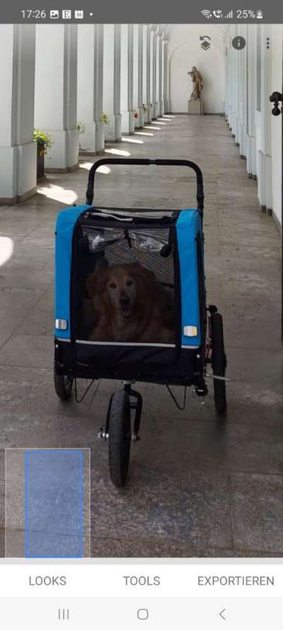 Collies gesucht-Beitrag-Bild