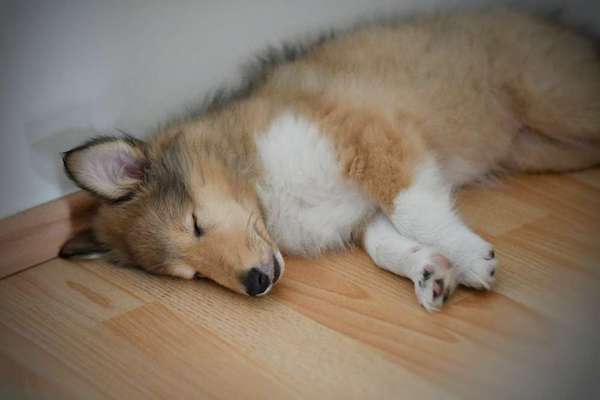 Collies gesucht-Beitrag-Bild