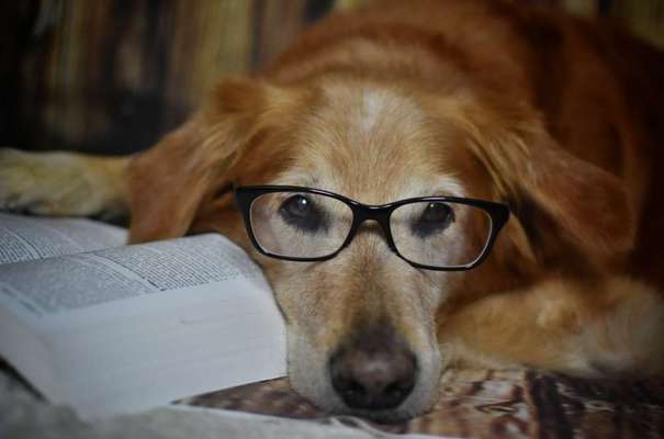 Zeigt her...-Beitrag-Bild