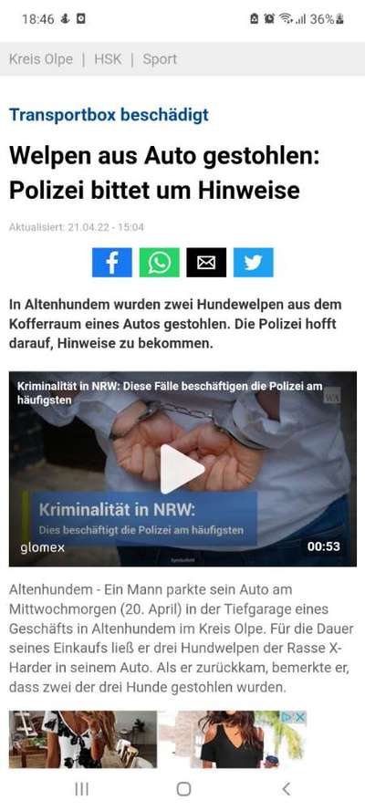 Hund im Auto lassen-Beitrag-Bild