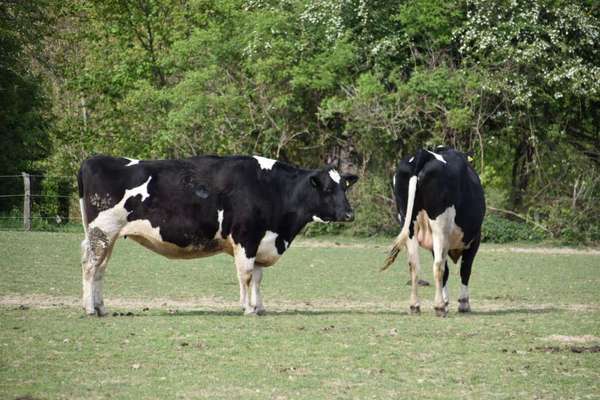 Die wunderschöne Welt mit Hund.-Beitrag-Bild