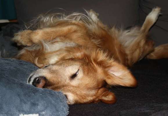 Collies gesucht-Beitrag-Bild